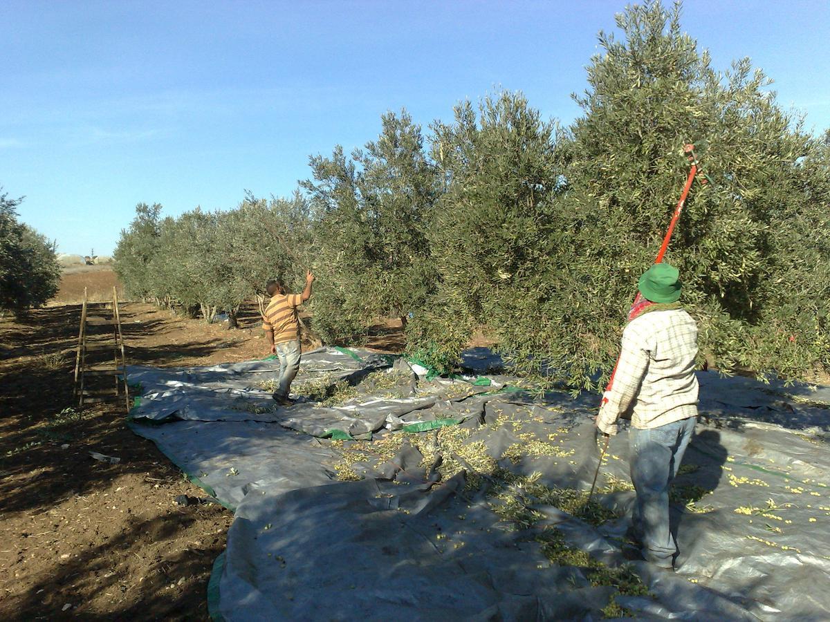 Vila Peace Tent Kfar Rut Exteriér fotografie